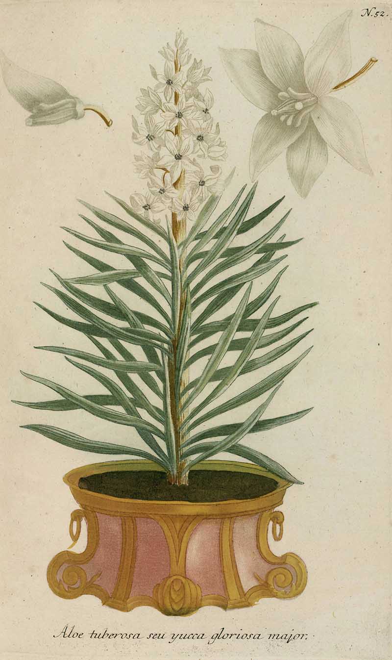 Yucca Gloriosa by Joann Wilhelm Weinmann in pot