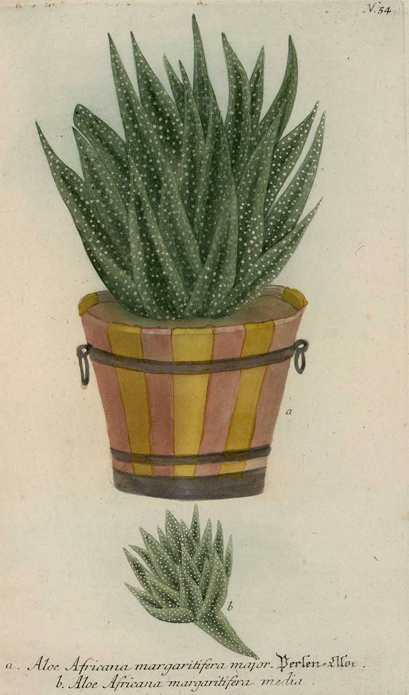 Aloe Africana Margaritifera Major potted illustration