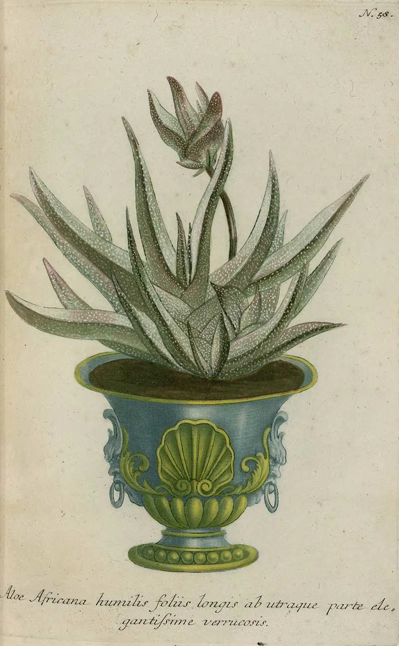 Illustration of Aloe Humilis in ornate vase from Phytanthoza Iconographia by Weinmann