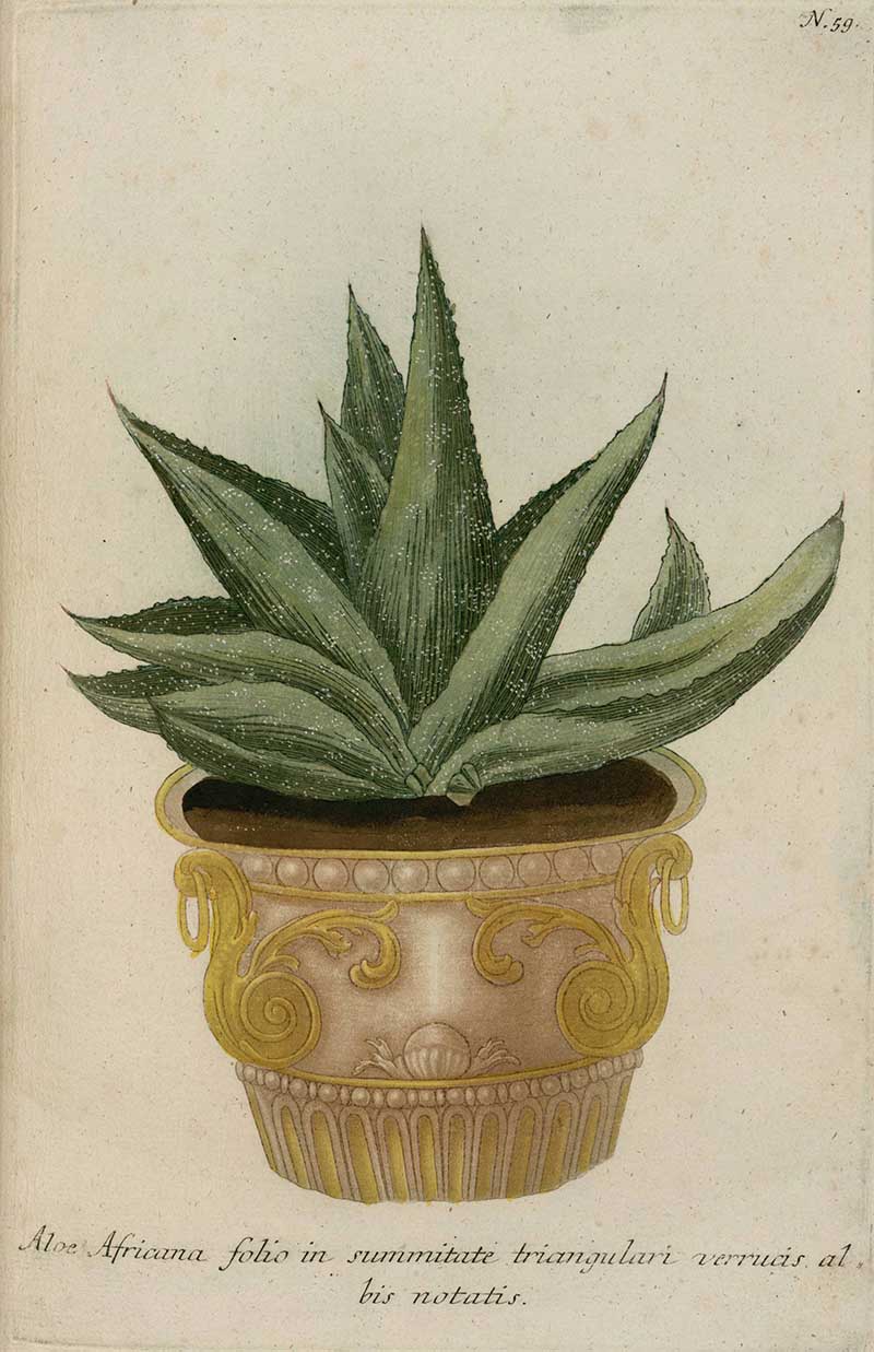 Aloe disticha Phytanthoza iconographic in gold pot