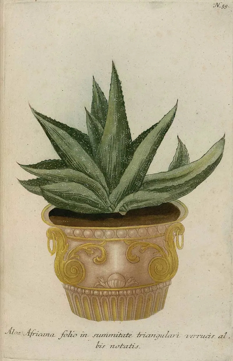 Aloe disticha Phytanthoza iconographic in gold pot