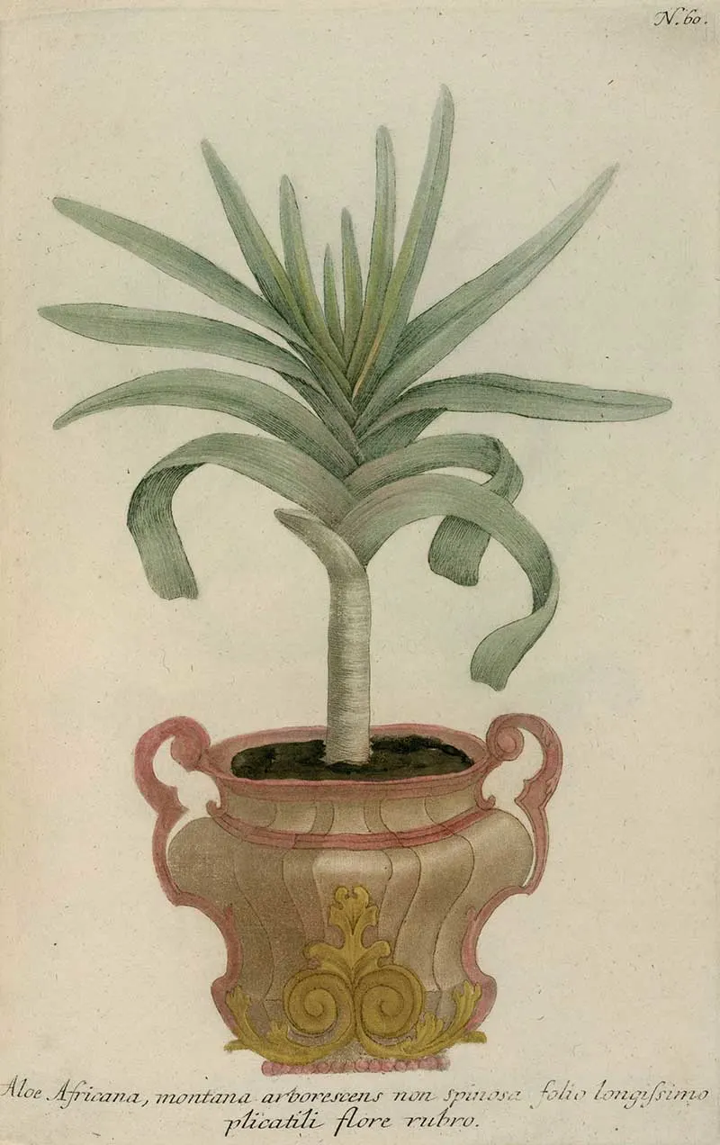 Fan Aloe iconographia Johann Weinmann