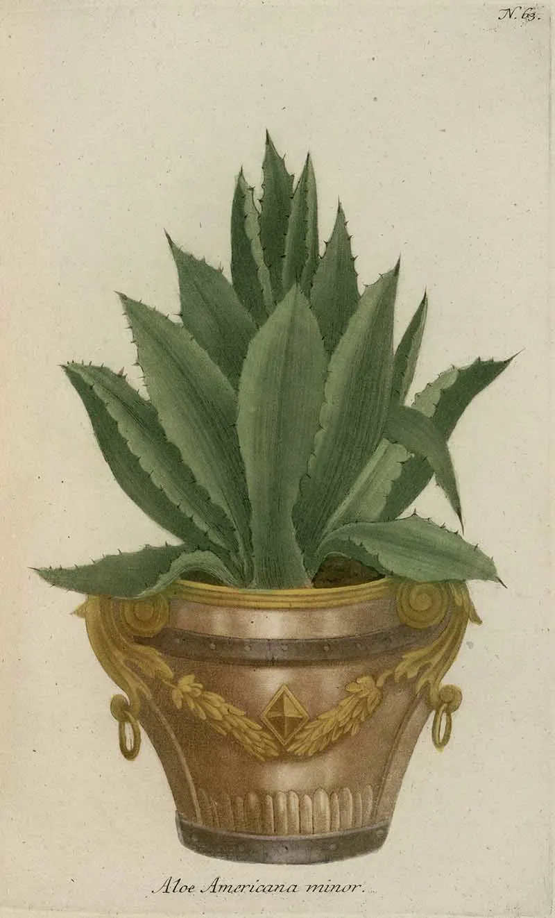 plant pot art of American Agave plant