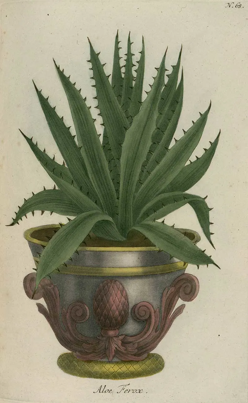 Aloe Ferox potted plant vintage print