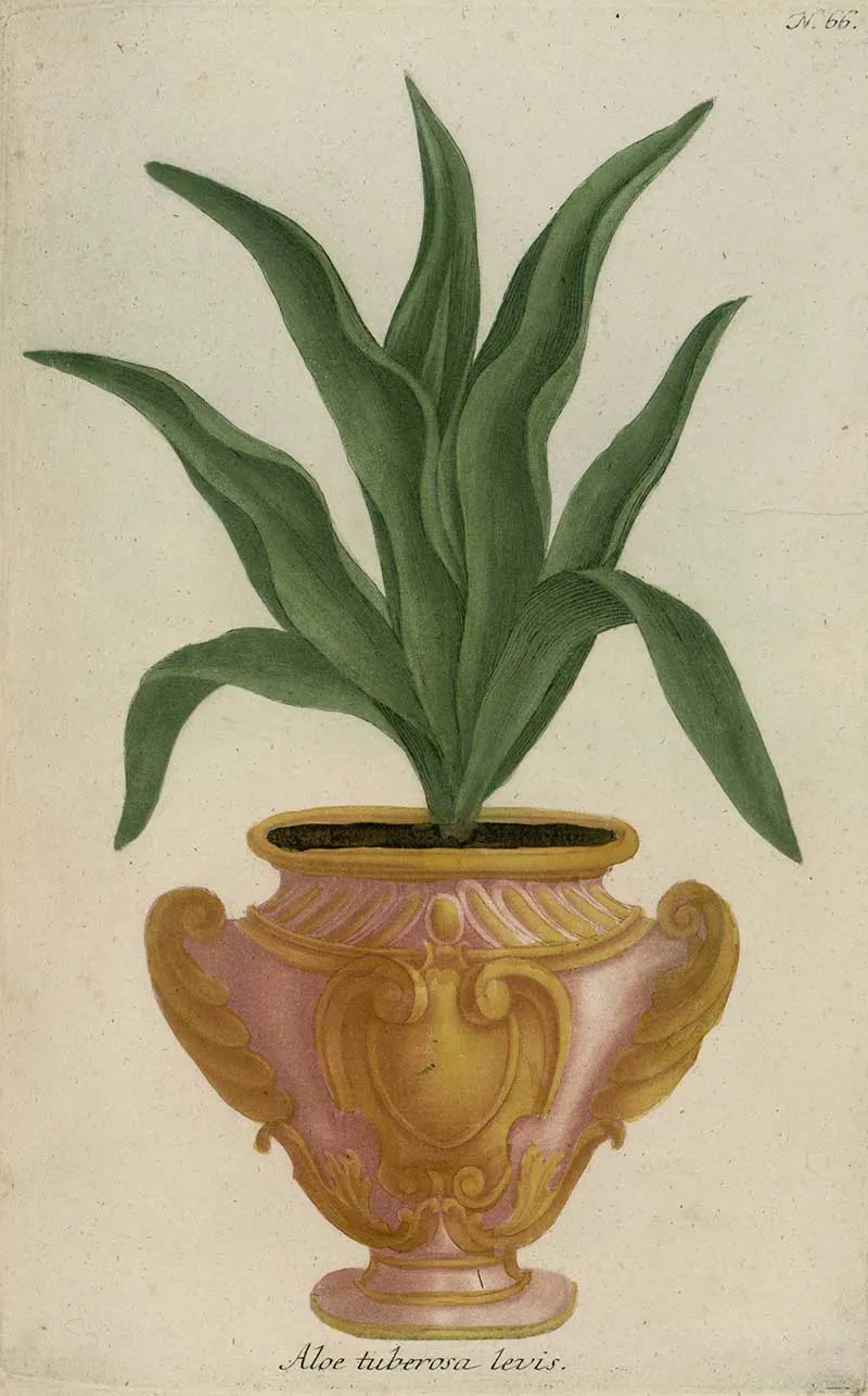 vintage potted plant art by Johann Weinmann