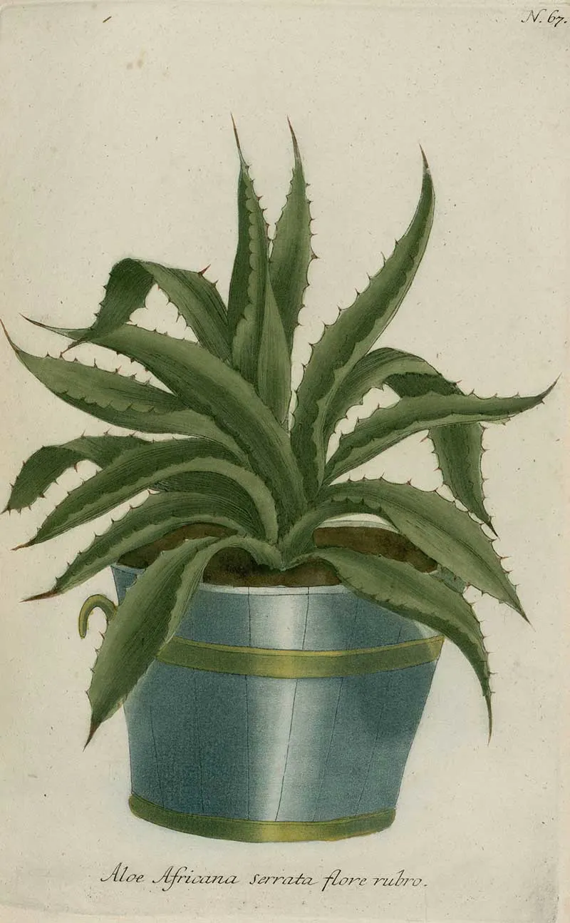 vintage potted plant painting of an African aloe plant