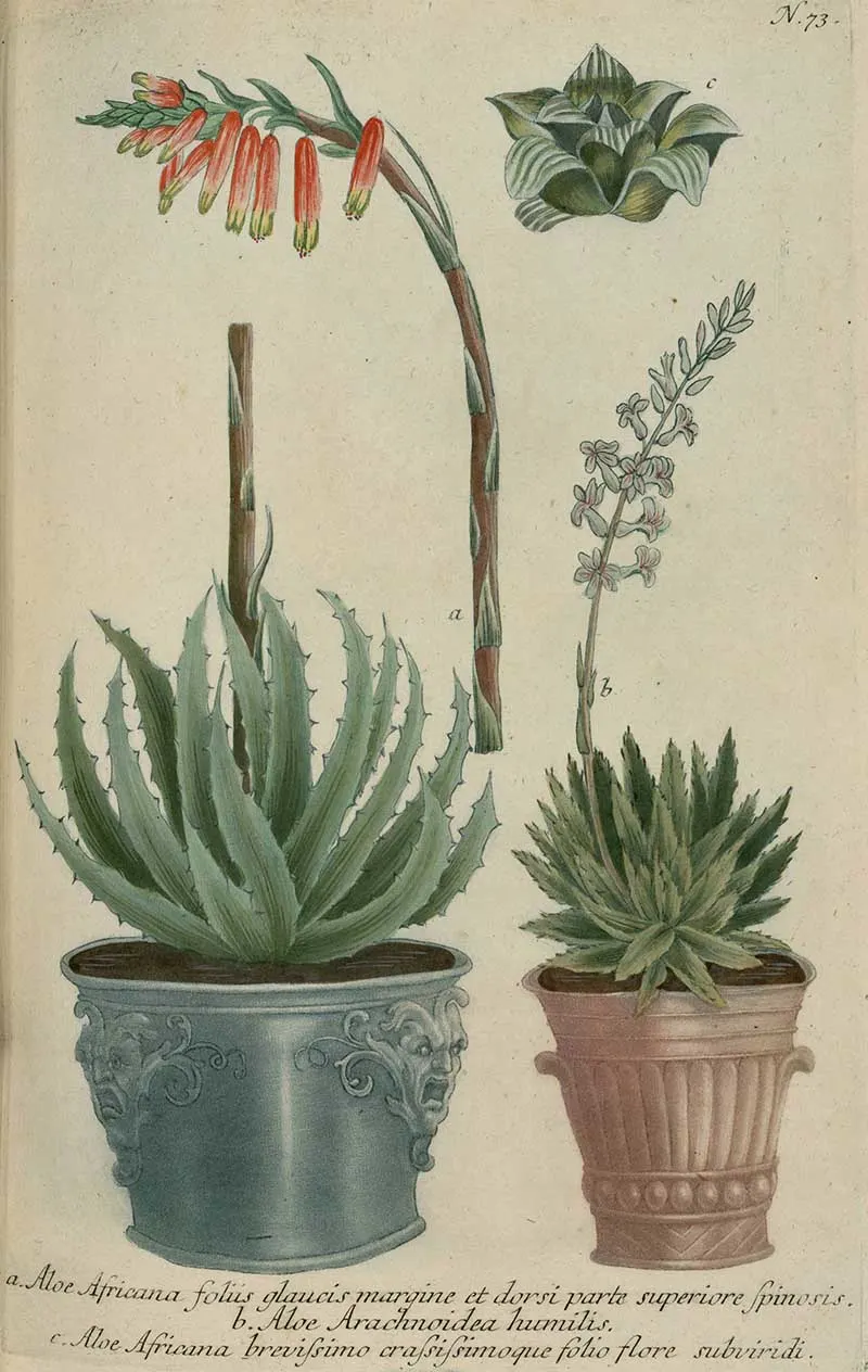 3 potted aloe plants vintage drawings