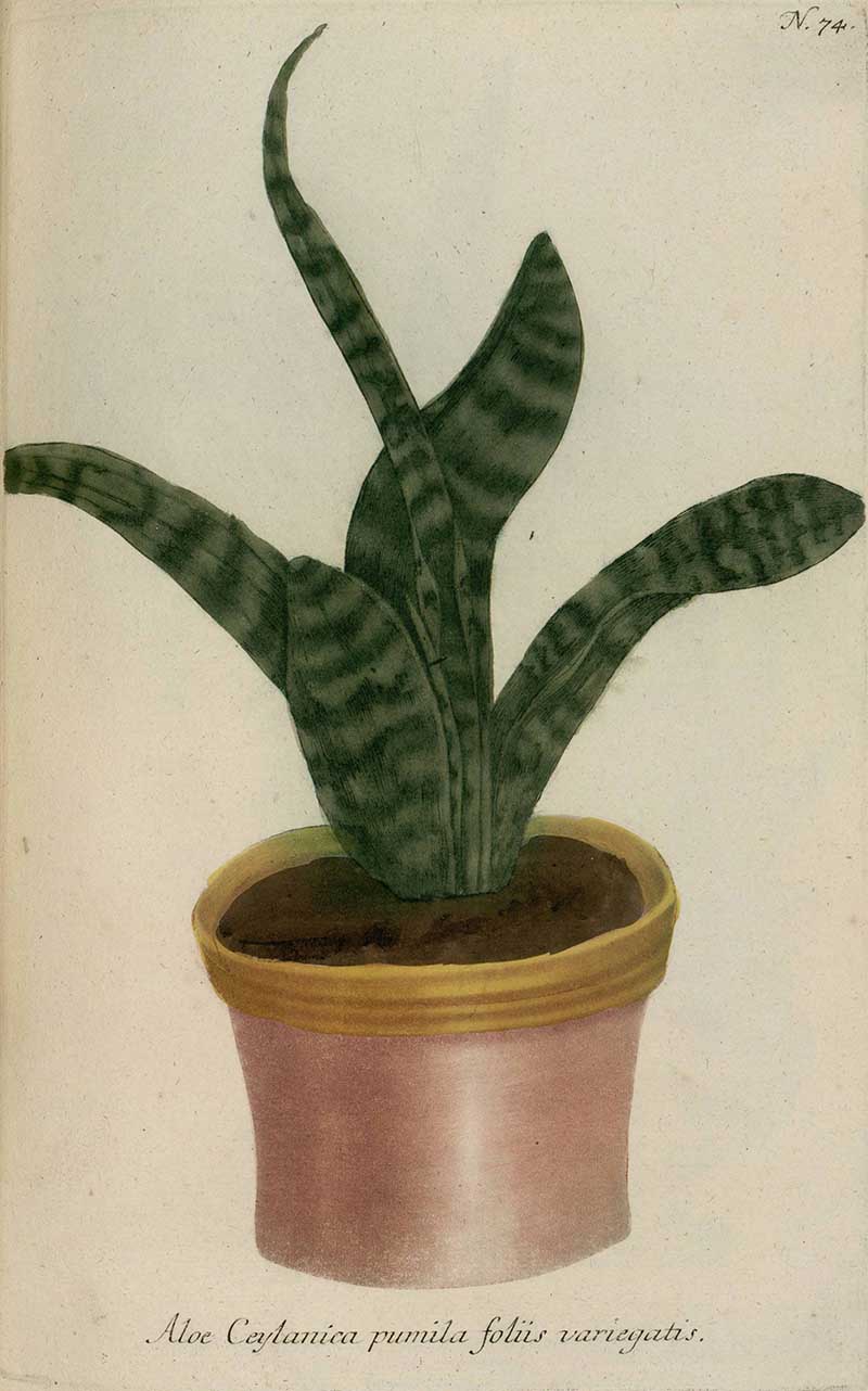 Aloe Celyonica from Phytanthoza Iconographia