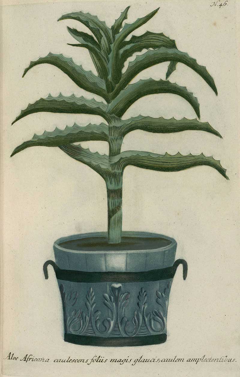 Aloe African potted plant art in grey cauldron