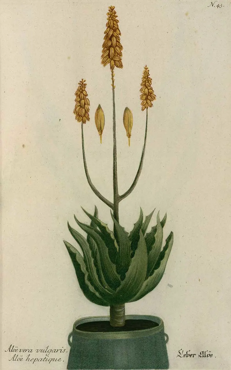 Vintage potted plant illustration of Aloe Vera by Johann Wilhelm Weinmann