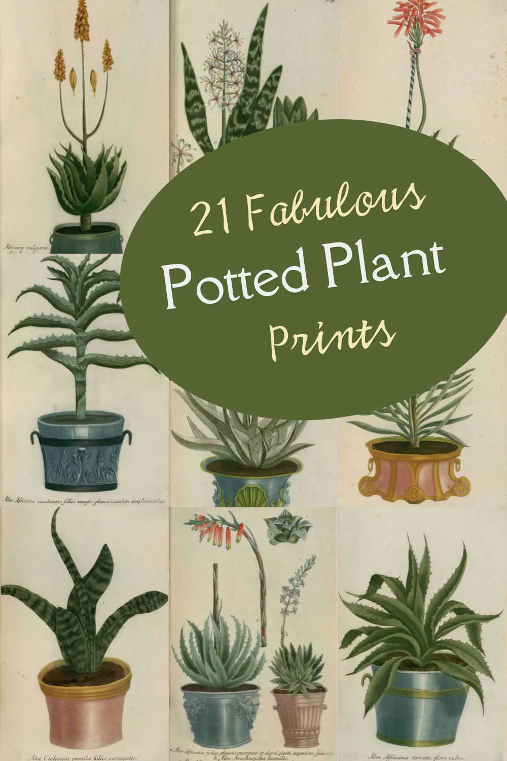 collage of 9 potted plant prints from Phytanthoza Iconographia by Johann Wilhelm Weinmann