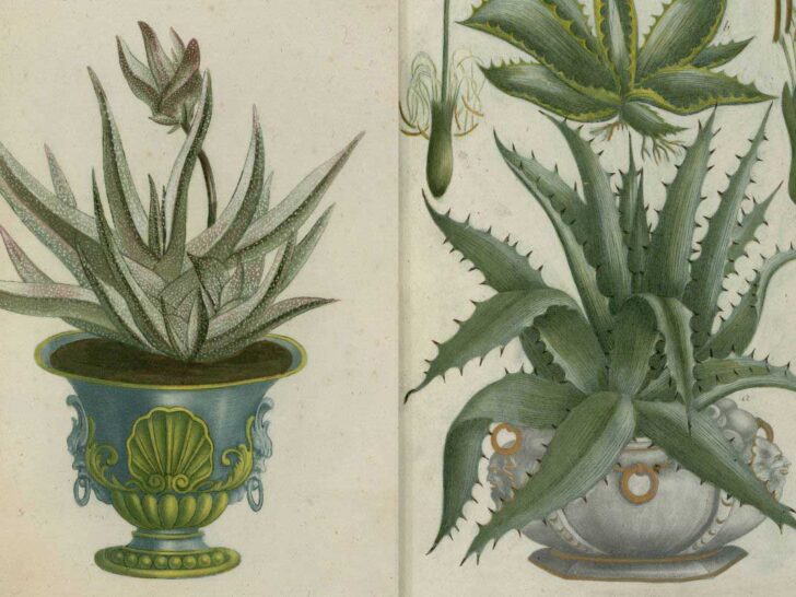 two vintage illustrations of potted aloe plants from Johan Wilhelm Weinmann Phytanthoza Iconographia