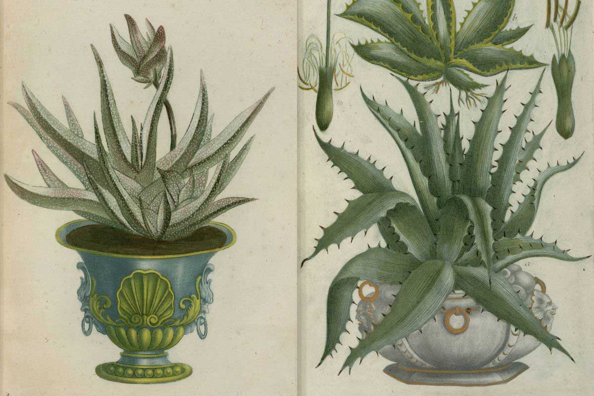 two vintage illustrations of potted aloe plants from Johan Wilhelm Weinmann Phytanthoza Iconographia